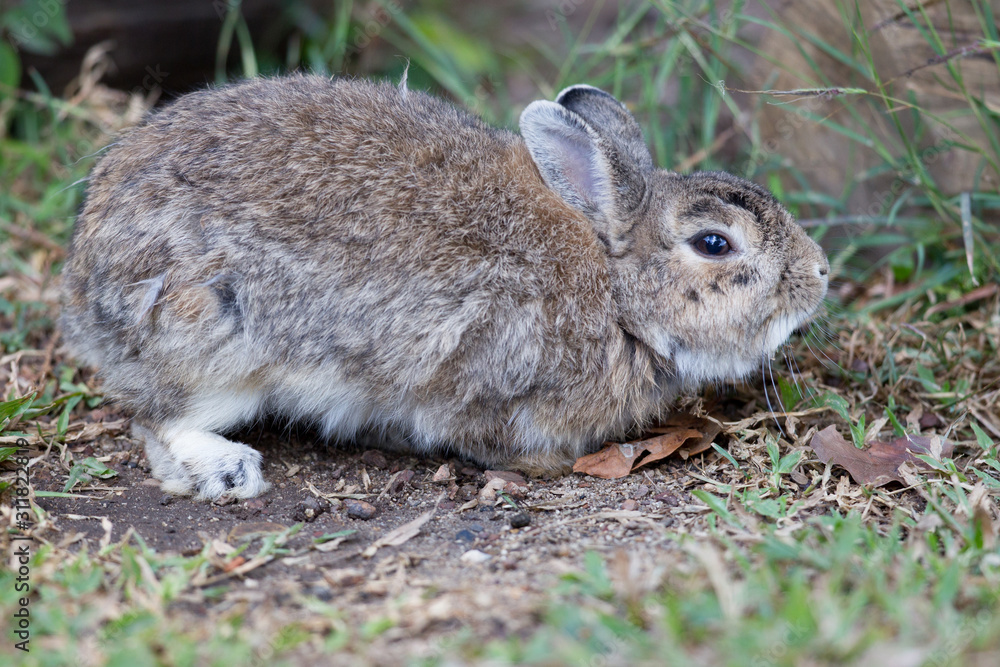 Fototapeta premium Portrait of beautiful adult brown rabbit, low angle view, side shot, relaxing in afternoon light on the ground cover with grass in the wildlife sanctuary in tropical montane forest, northern Thailand.