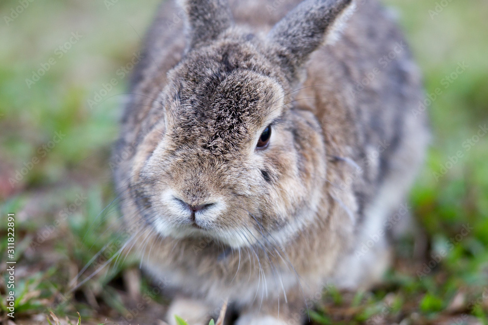 Fototapeta premium Portrait of beautiful adult brown rabbit, low angle view, side shot, relaxing in afternoon light on the ground cover with grass in the wildlife sanctuary in tropical montane forest, northern Thailand.