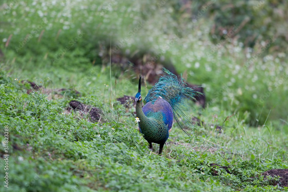 Obraz premium Closed up beautiful male Green peafowl or Java peafowl, angle view, front shot, foraging on the ground in the grassland under the clear sky in tropical montane forest, northern Thailand.