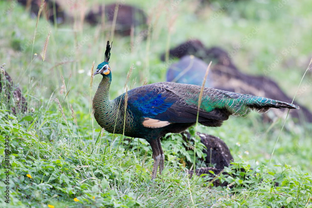 Closed up beautiful adult Green peafowl or Java peafowl, low angle view, front shot, foraging on the grassland near the mountain under the clear sky in montane forest, north of Thailand. Closed up beautiful adult Green peafowl or Java peafowl, low angle view, front shot, foraging on the grassland near the mountain under the clear sky in montane forest, north of Thailand.
