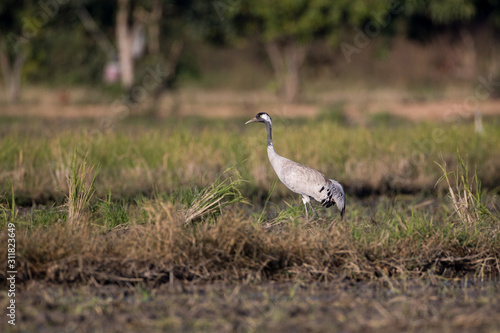 Common crane, also known as Eurasian crane, low angle view, side shot, in the morning under the beauty light foraging in wetland on the rice paddles near the mountain in northern Thailand.