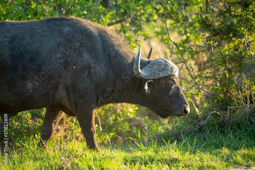 Cape buffalo bull in the setting sun