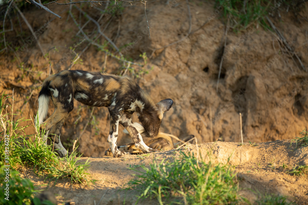 Wild Dog puppies and mom around a den site Wild Dog puppies and mom around a den site