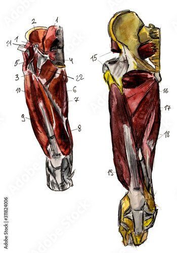 Set of anatomy human muscles and bones. Hand drawn watercolor illustration. Isolated on white. Body, people, man, woman