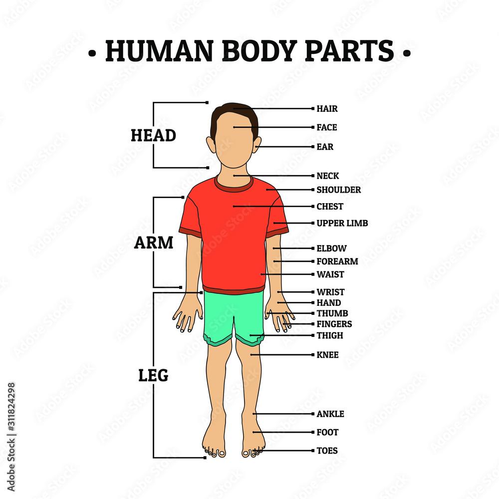 Human Body Parts including HEAD, ARM, LEG, hair, face, ear, neck, shoulder,  chest, upper limb, elbow, forearm, waist, wrist, hand, thumb, fingers,  thigh, knee, ankle, foot, toes. For school education Stock Vector |