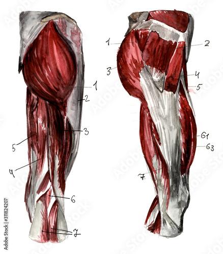Set of anatomy human muscles and bones. Hand drawn watercolor illustration. Isolated on white. Body, people, man, woman