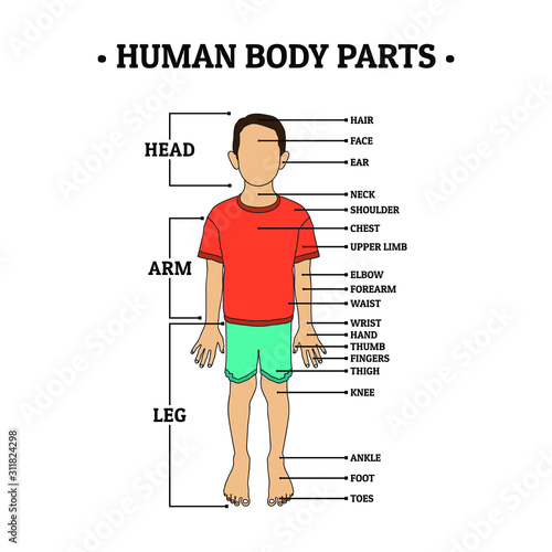 Vecteur Stock Human Body Parts including HEAD, ARM, LEG, hair