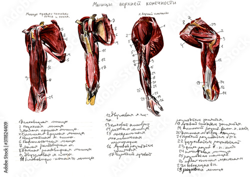 Set of anatomy human muscles and bones. Hand drawn watercolor illustration. Isolated on white. Body, people, man, woman #311824409