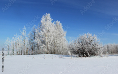 Blue sky. A cold winter day. Trees stand in the frost.