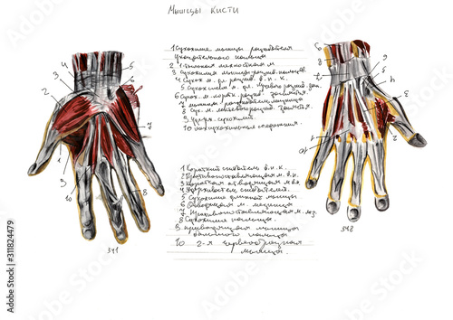 Set of anatomy human muscles and bones. Hand drawn watercolor illustration. Isolated on white. Body, people, man, woman