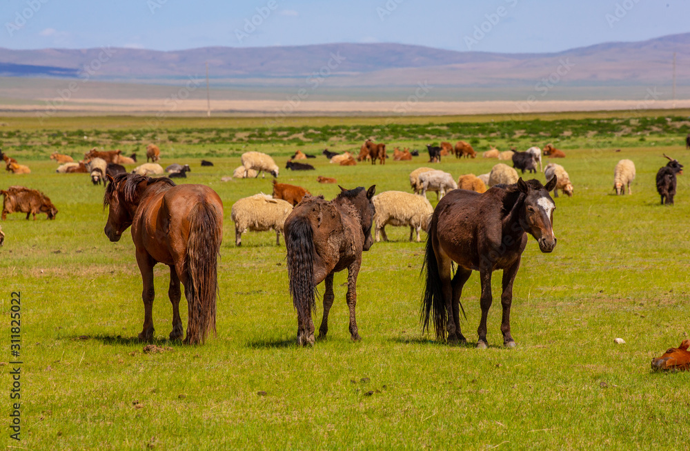 Obraz premium mongolie les animaux de la steppe