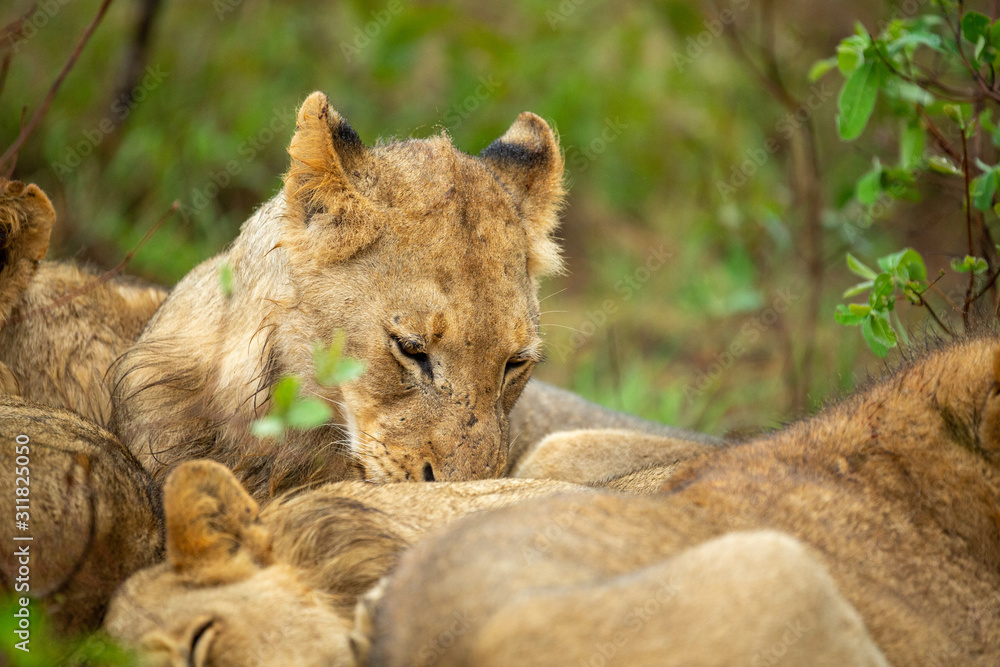 Fototapeta premium Young lion male cubs huddling up in the cooler rainy weather