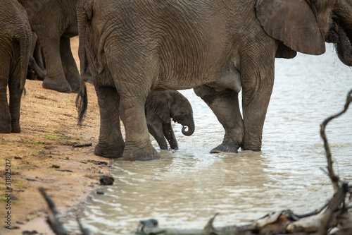 A herd of elephants with young calves coming down to drink water at a local watering hole. 