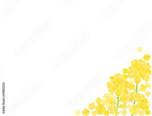 菜の花15
