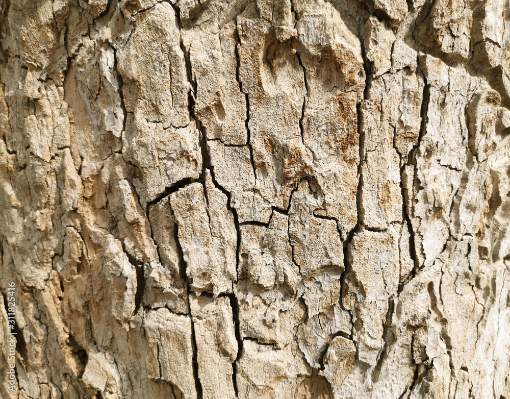 top view of tree bark background. abstract texture for nature advertising. top view of tree bark background. abstract texture for nature advertising.