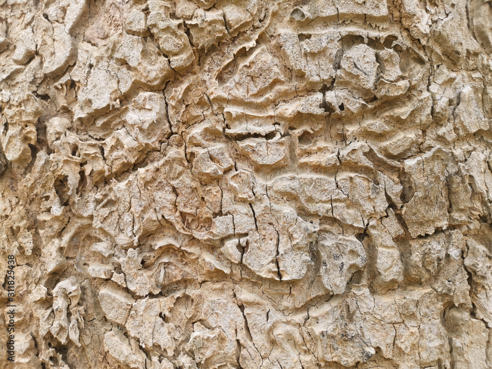 top view of tree bark background. abstract texture for nature advertising.