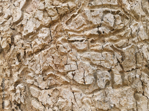 top view of tree bark background. abstract texture for nature advertising.