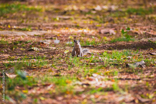 An indian squirrel standing up on its hind legs to watch out for attacks from predators.