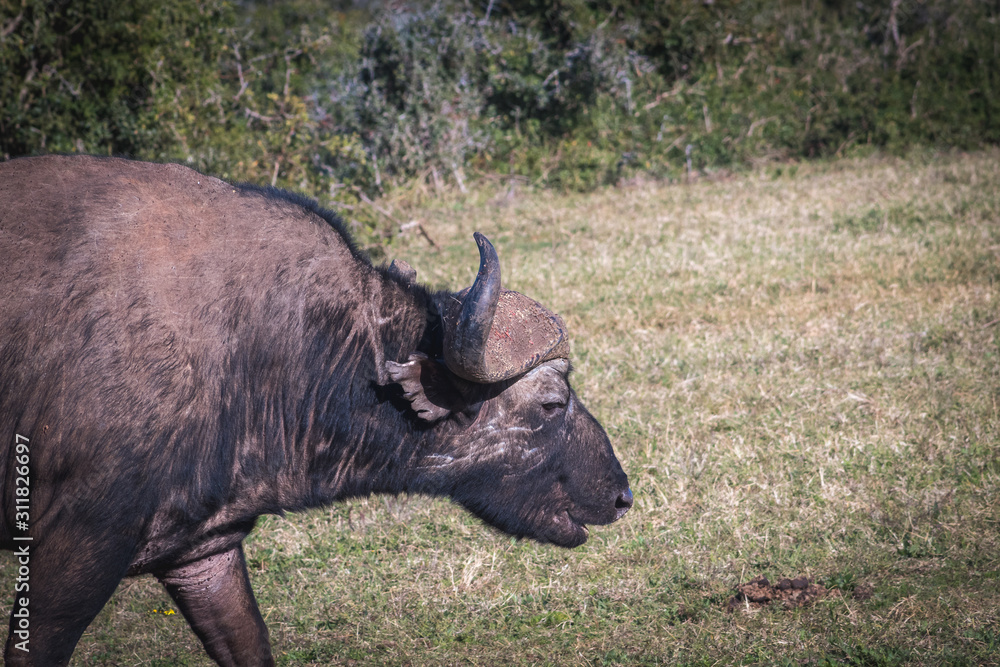 Obraz premium búfalo