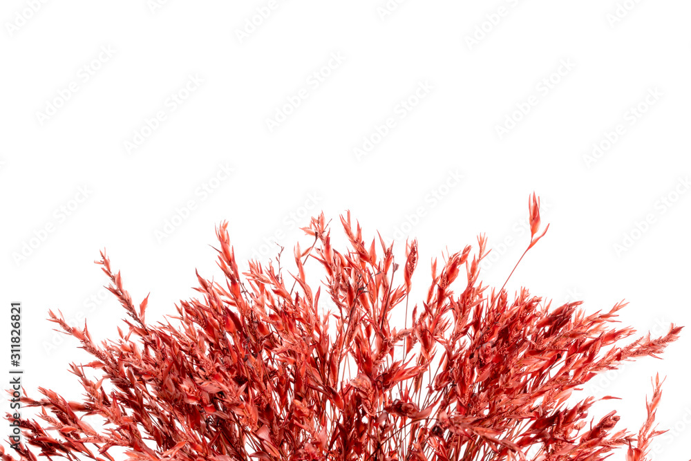 Naklejka premium rambutan on white background