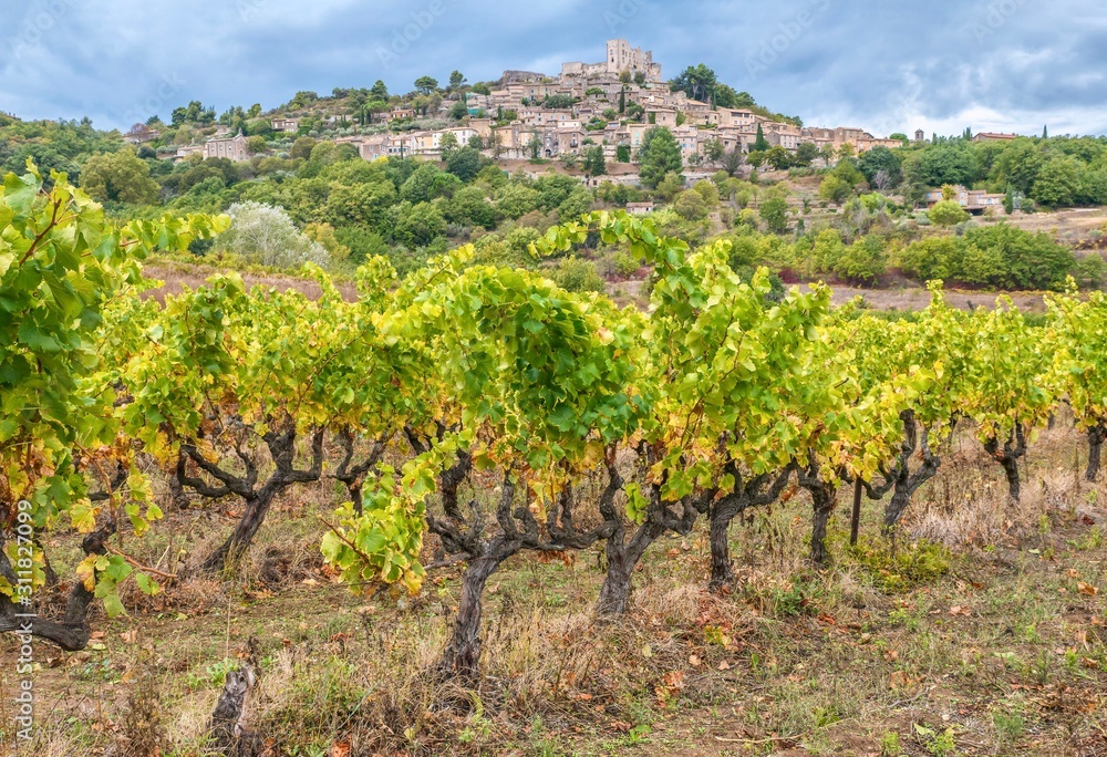 Old, gnarled grape vines in a vineyard below the historical village of Lacoste, perched on a hill in the Luberon region of Provence, France.