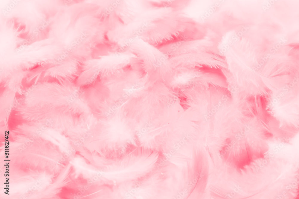 Beautiful abstract colorful white and pink feathers on white background and soft white red feather texture on pink pattern, pink background