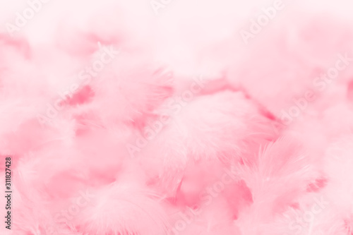 Beautiful abstract light pink feathers on white background,  white feather frame on pink texture pattern and pink background, love theme wallpaper and valentines day, white gradient