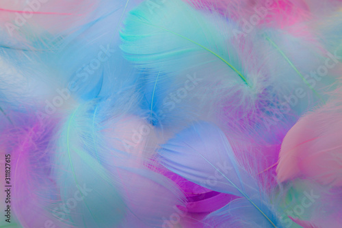 Beautiful abstract purple and blue feathers on white background and soft white pink feather texture on colorful pattern  colorful background