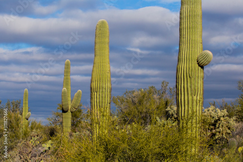 Saguaro cactus at sunset with dark clouds