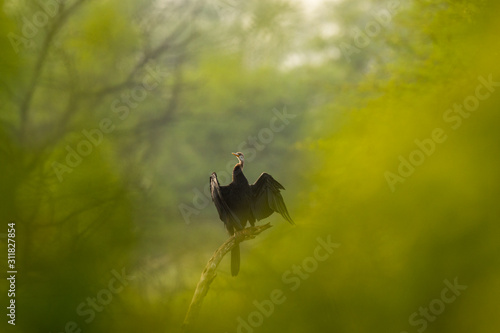 Принти на полотні Oriental darter or Indian darter in different perspective where green trees used