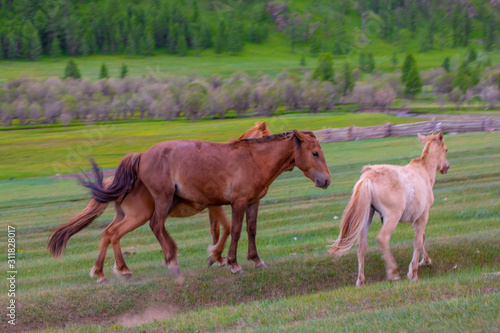 Mongolie animaux de la steppe