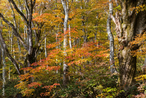 紅葉の美しい大山のブナ林（大山隠岐国立公園）
