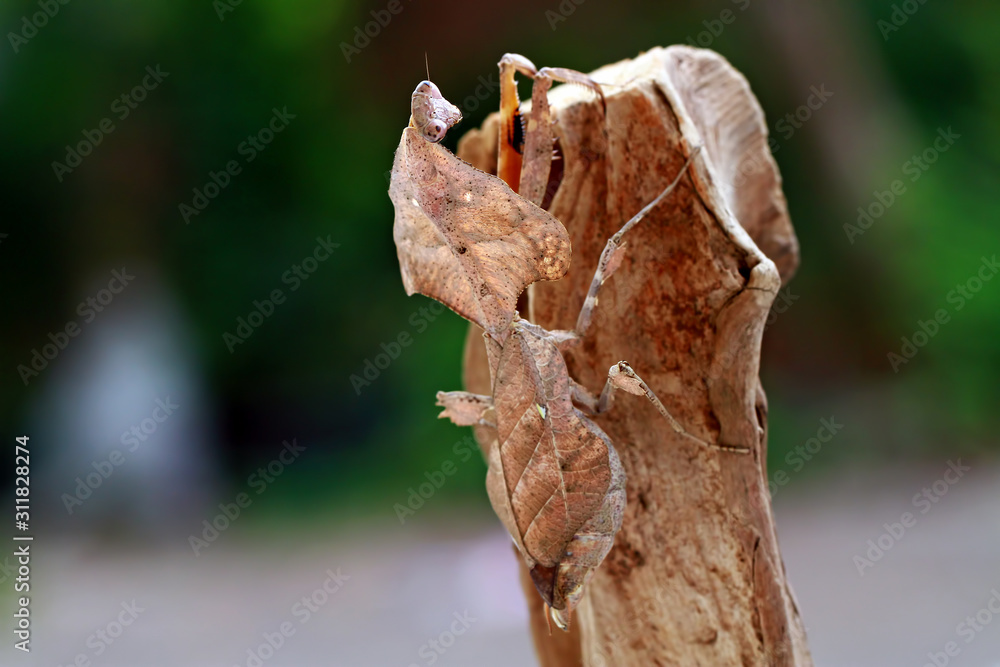 dead leaf mantis on the garden