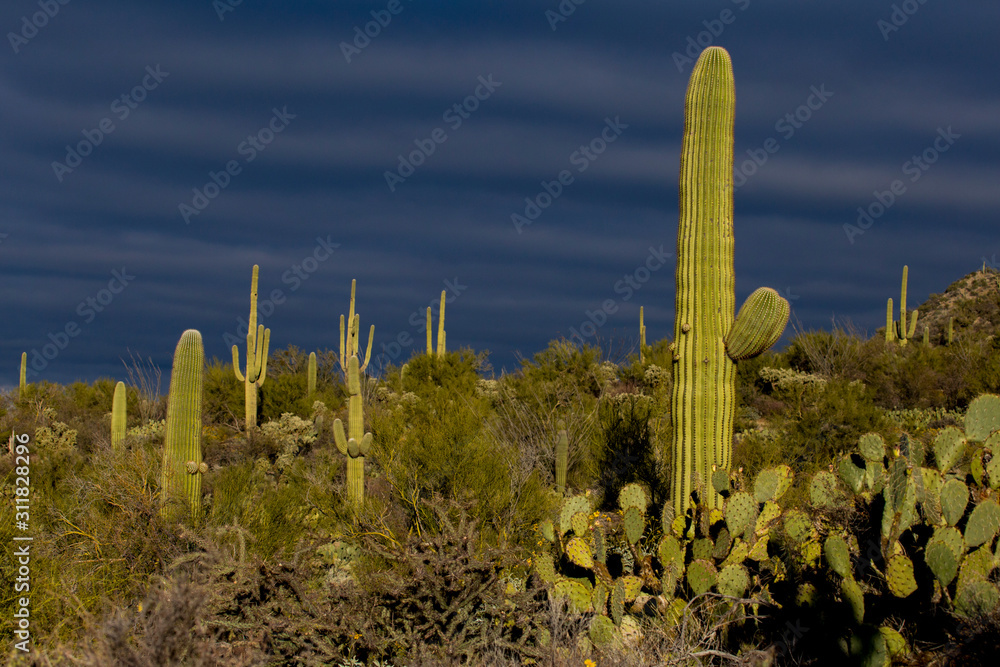 Fotografie Saguaro cactus at sunset with dark clouds