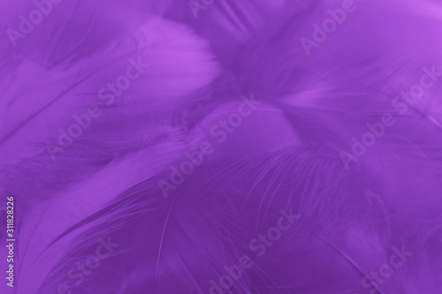 Beautiful abstract colorful blue and light purple feathers on white background and soft white pink feather texture on white pattern and purple background