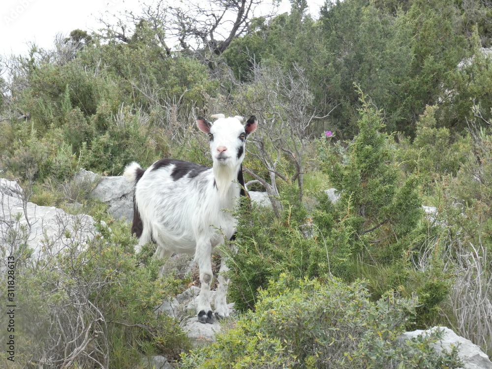Fototapeta premium Photo of a goat in the scrubland of Provence. This animal picture was taken on a hill in the Alpilles.
