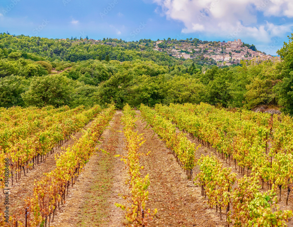 Symmetrical rows of grape vines in a French vineyard in the Luberon region of Provence, and the quaint village of Lacoste perched in the background.