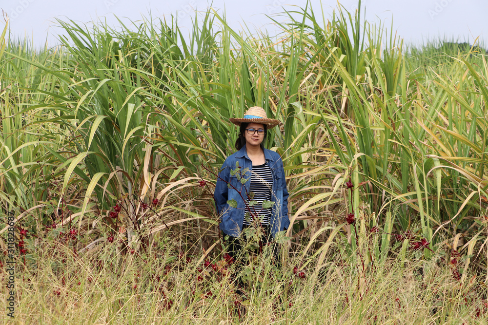 Woman agriculturist standing in the sugarcane farm and wearing a straw hat with Long sleeve denim shirt. Woman agriculturist standing in the sugarcane farm and wearing a straw hat with Long sleeve denim shirt.