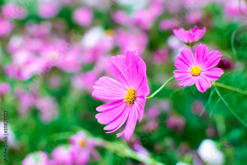 beautiful of pink cosmos flowers blooming in the garden with blurred cosmos field background