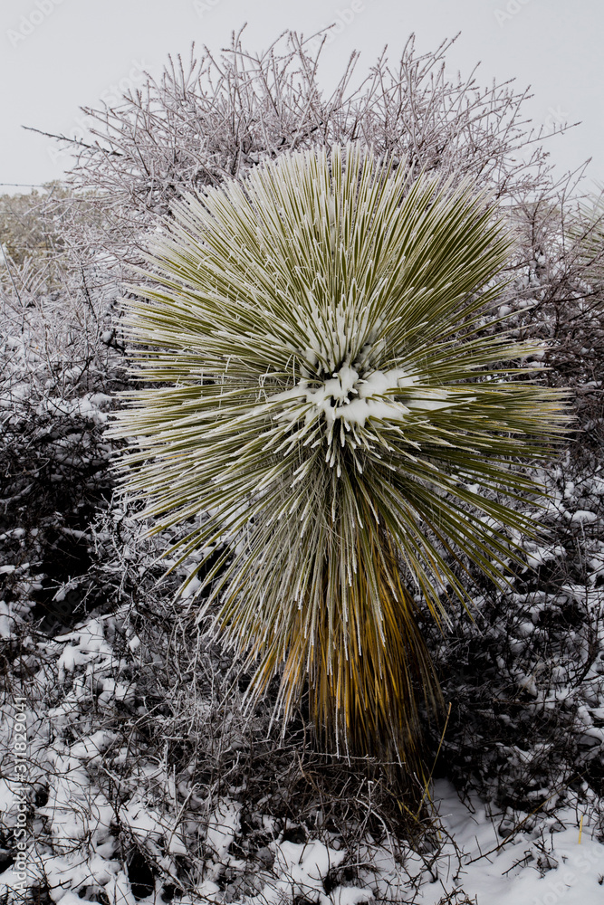Obraz premium Yucca plant with snow