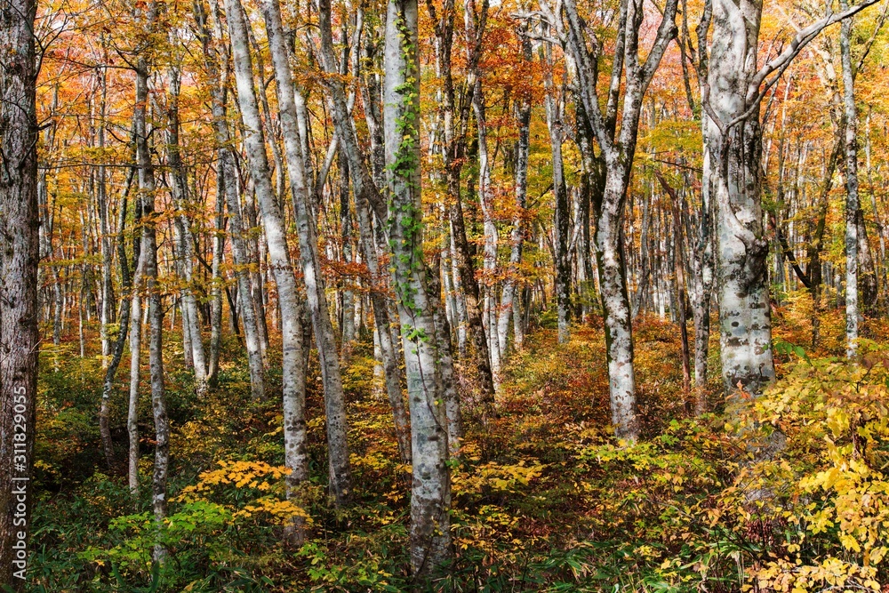 紅葉が美しい大山のブナ林（大山隠岐国立公園）