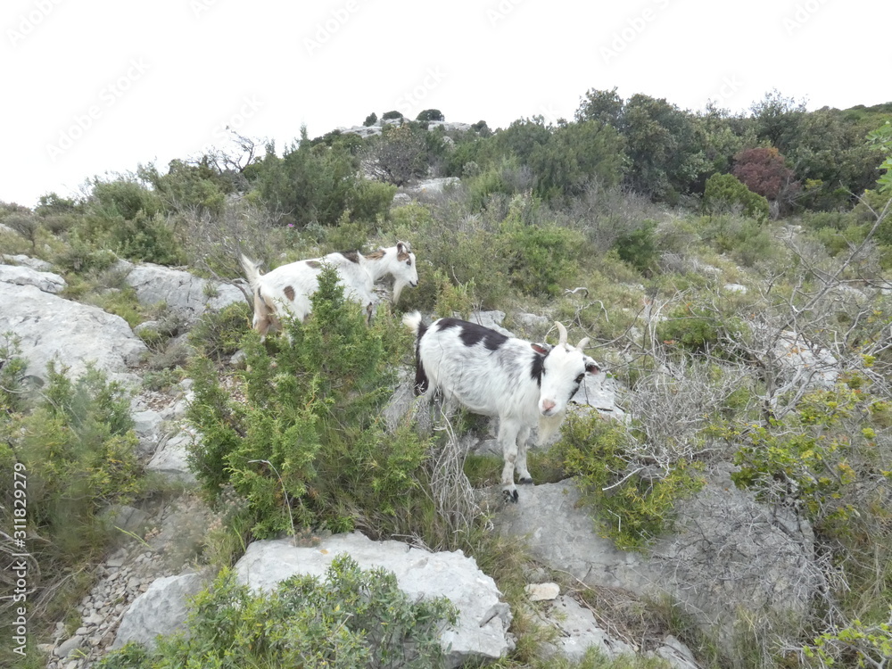 Photo of goats in the provencal scrubland. This picture of animals was taken on a hill in the Alpilles in Provence.