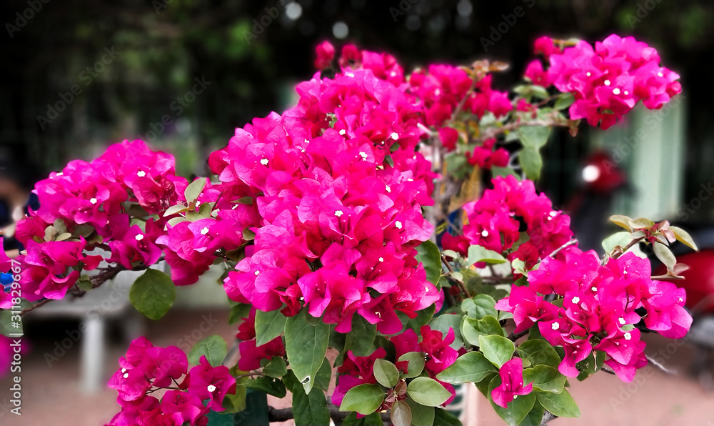 pink Bougainvillea flowers in the garden pink Bougainvillea flowers in the garden
