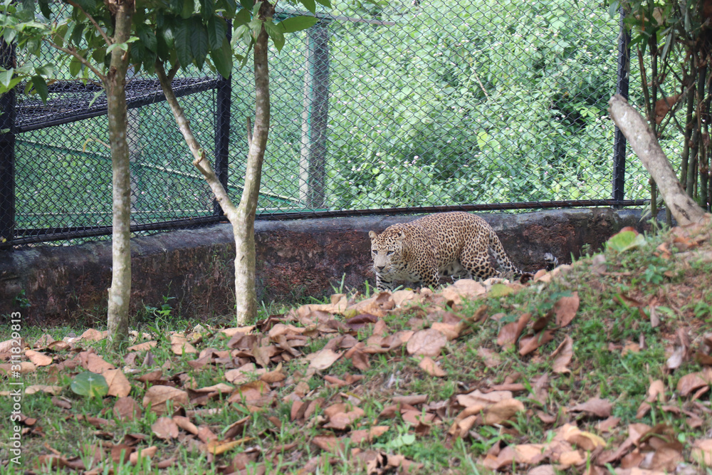 Tiger photographed in the Zoo. Tiger is resting the public at Nandankanan Zoological Park. Tiger photographed in the Zoo. Tiger is resting the public at Nandankanan Zoological Park.