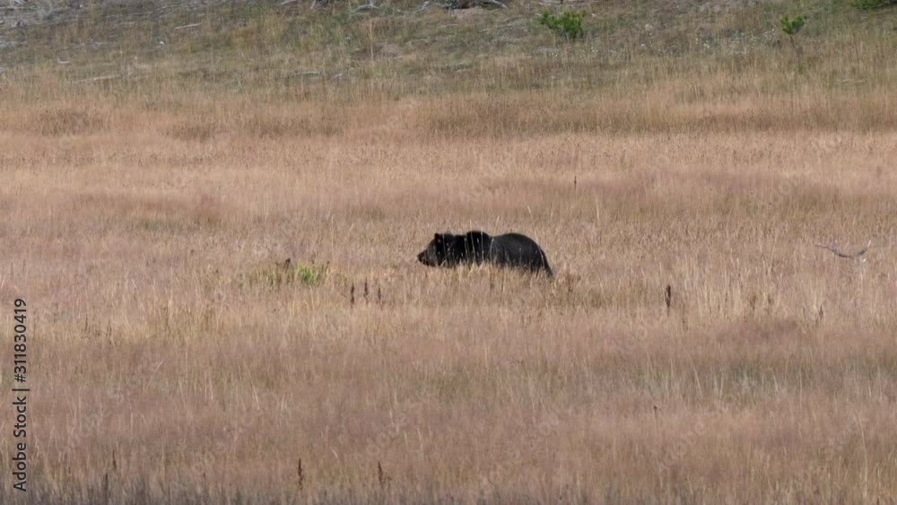 a grizzly bear stops feeding on an elk carcass in a meadow of yellowstone national park in wyoming, usa a grizzly bear stops feeding on an elk carcass in a meadow of yellowstone national park in wyoming, usa