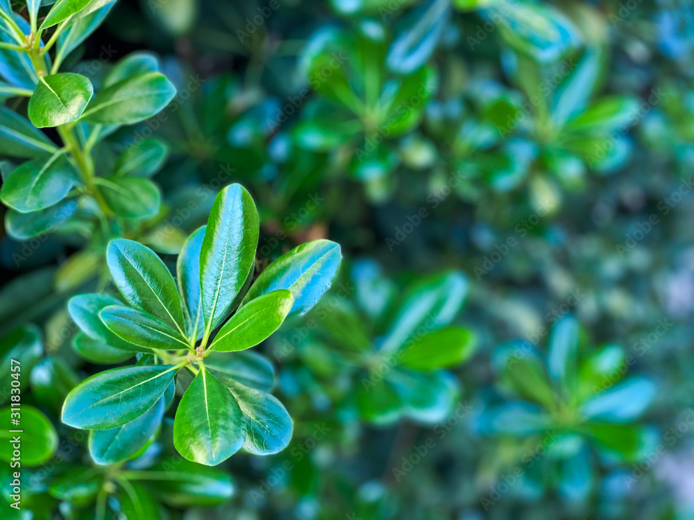 Obraz premium green leaves of plant
