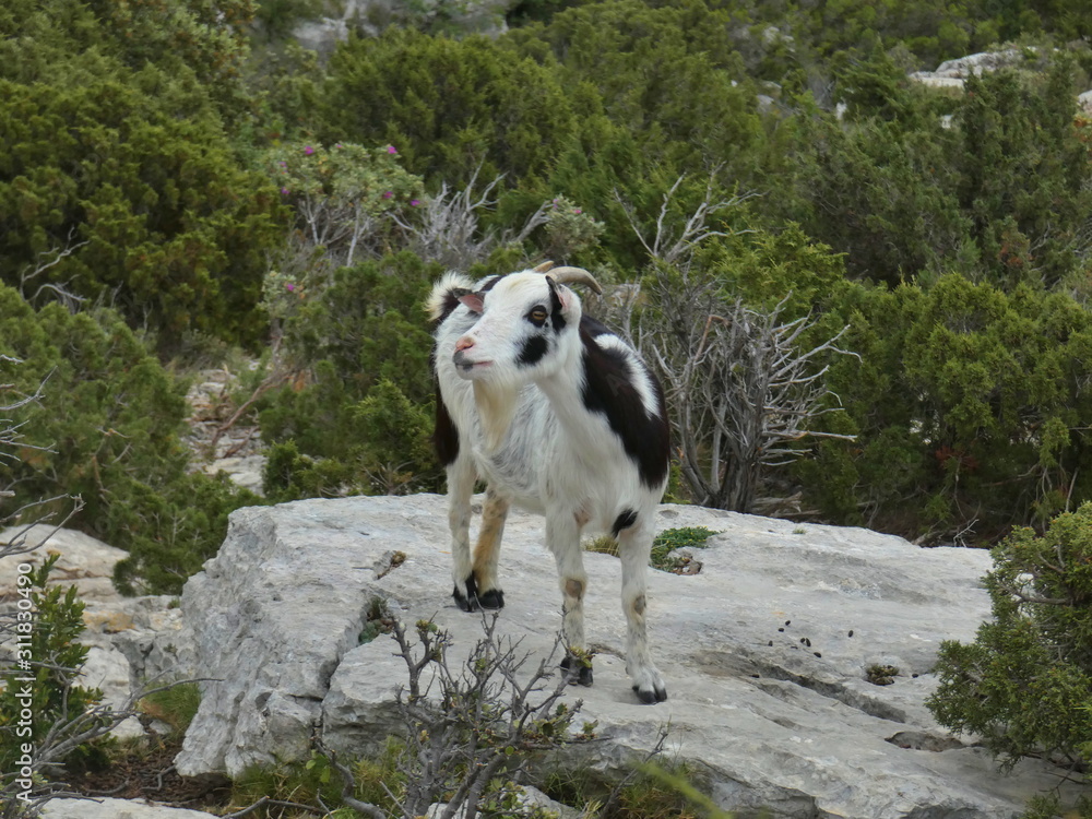 Photo of a goat on its rock. The picture of this animal was taken on a hill of Provence in the Alpilles.