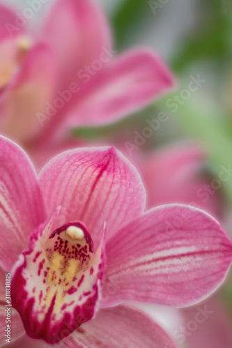 A pink orchids on green blurred background. Soft focus