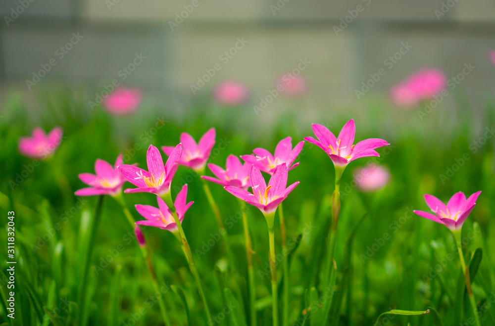 Beautiful little pink Rain lily petals on fresh green linear leaf, pretty tiny vivid corolla blooming under morning sunlight, petite groundcover plant for landscape design, know as Rainflower Beautiful little pink Rain lily petals on fresh green linear leaf, pretty tiny vivid corolla blooming under morning sunlight, petite groundcover plant for landscape design, know as Rainflower