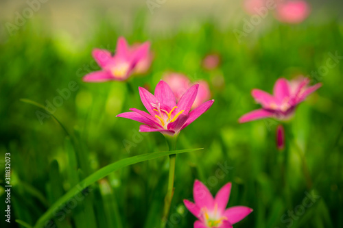 Beautiful little pink Rain lily petals on fresh green linear leaf, pretty tiny vivid corolla blooming under morning sunlight, petite groundcover plant for landscape design, know as Rainflower photo